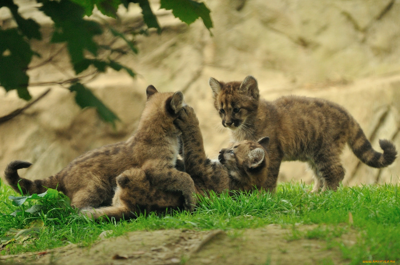 3 про животных. Пума детеныш. Котенок Пумы. Пума (животное). Детеныши диких кошек.